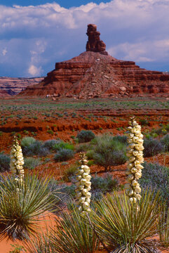 Yucca blooming Monument Valley Utah desert winter light 35 mm film 