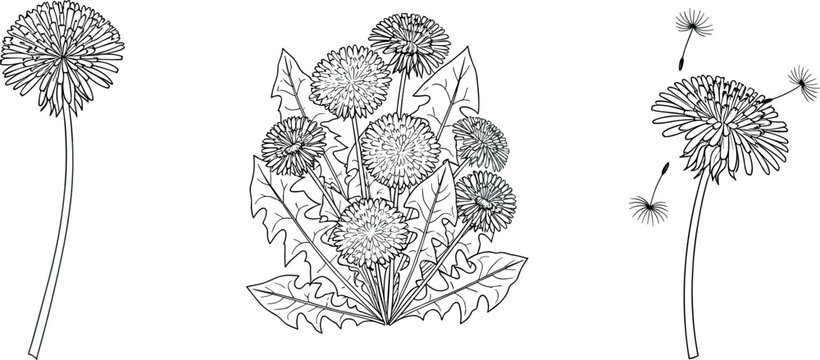 Hand drawn dandelion flower set with leaves and seeds botanical line art vintage floral vector illustration collection