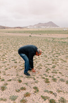 Senior man gathering desert truffles across an expansive field