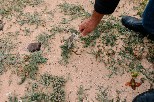 Unknown elderly man collecting desert truffles in an open field