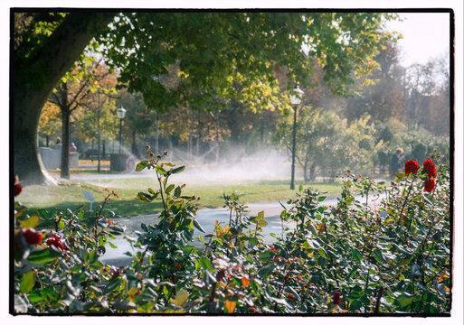 Red Roses in Vienna Park with Water Mist and Autumn Light