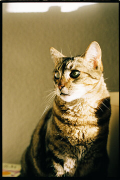Close portrait of tabby cat