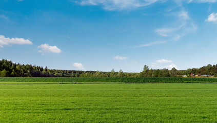 Fototapeta premium green field grass blue sky cloud landscape nature outdoor travel