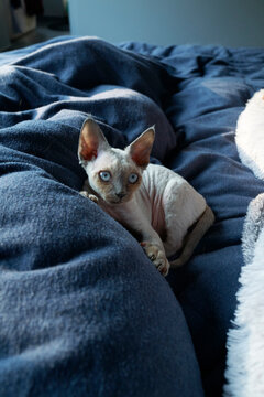 Devon Rex Kitten Rests on bed