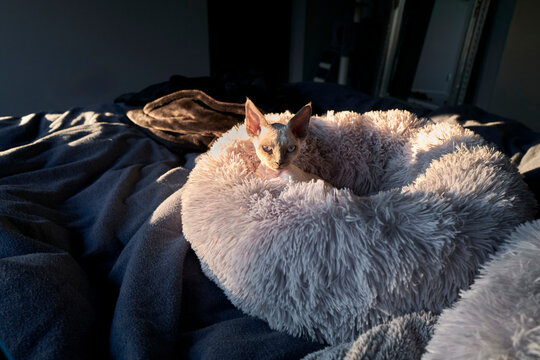 Devon Rex Kitten Rests in Soft Bed on a Calm Morning in a Cozy Room