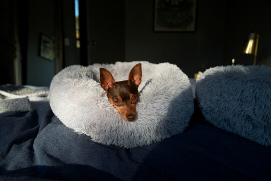Dog Rests in Cozy Bed During Morning Light