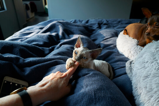 Person playing with Devon Rex kitten on bed whilst dog watches