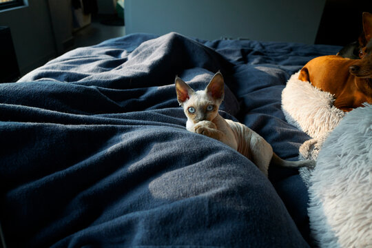 Person playing with Devon Rex kitten