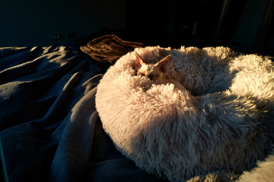 Cat Resting in a Cozy Round Bed on a Soft Blanket in a Sunny Room
