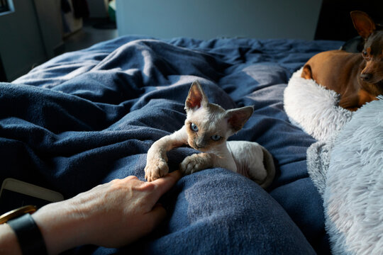 Person playing with Devon Rex kitten on bed whilst dog watches