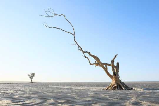 Trees on tidal flats at Eighty Mile Beach. Western Australia.