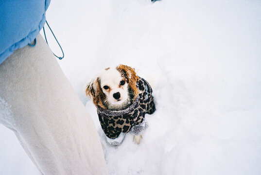 Cavalier Puppy in Leopard Snowsuit Sitting in Snowdrift