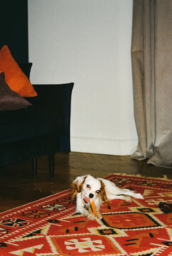 Cavalier Puppy Chewing Stick on Carpet with Flash