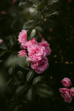 Cluster of Soft Pink Rose Blossoms