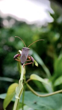 A leaf-footed bug is resting on the branch and then flies away