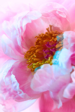 Peony bloom close up during spring time