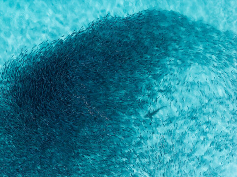 Bronze Whaler Shark and salmon. Eyre Peninsula. South Australia.