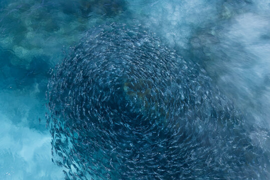 Australian Salmon in a school. Eyre Peninsula. South Australia.