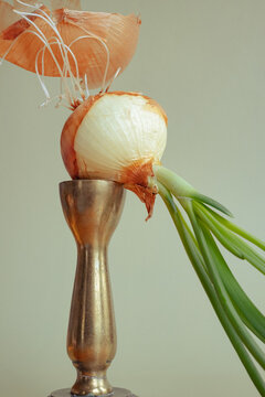 Onion and green onion arranged in a holder with roots showing