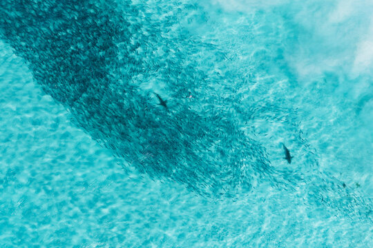 Bronze Whaler Sharks and salmon. Eyre Peninsula. South Australia.