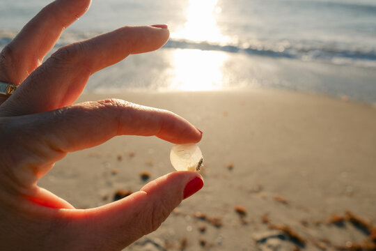 hand of woman holding a sea shell