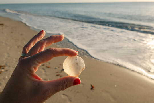 hand of woman holding a sea shell