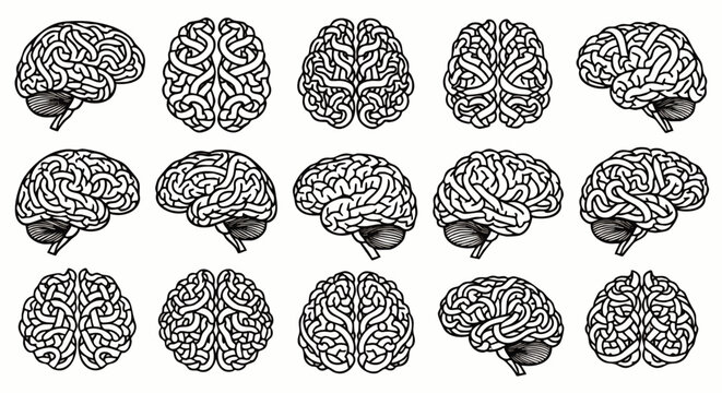 Collection of Realistic Human Brain Illustrations from Multiple Angles, Detailed Anatomy, Medical and Scientific Concept