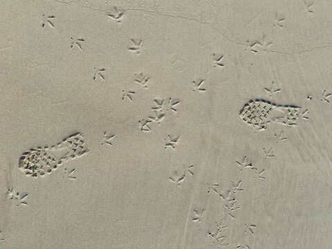 Footprints and Bird Tracks printed in Smooth Sand