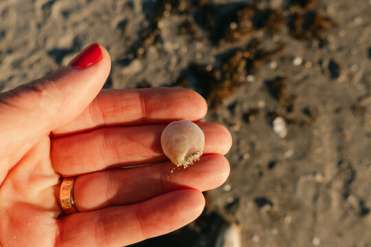 hand of woman holding a sea shell