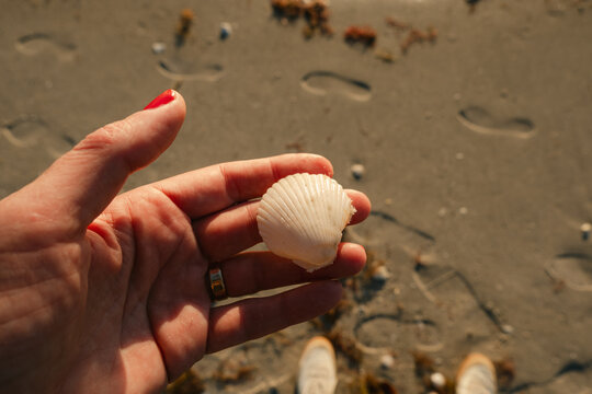 hand of woman holding a sea shell