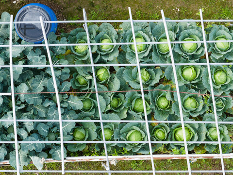 Aerial View of Cabbage Farm in Green Rows