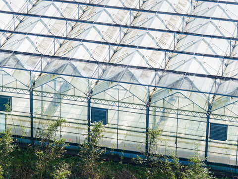 Greenhouse with Vegetable Seedlings Inside