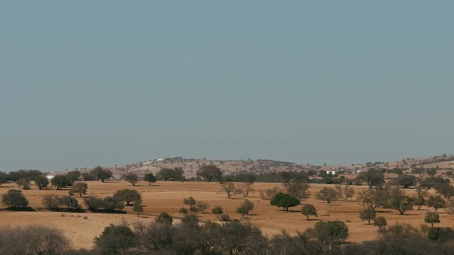 Land Of Morocco Full Of Argan Trees Plantation 