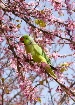 Green Parrot on Blossoms