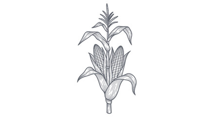 Hand-drawn sketch of a corn stalk with two ears of corn, isolated on white. © wati