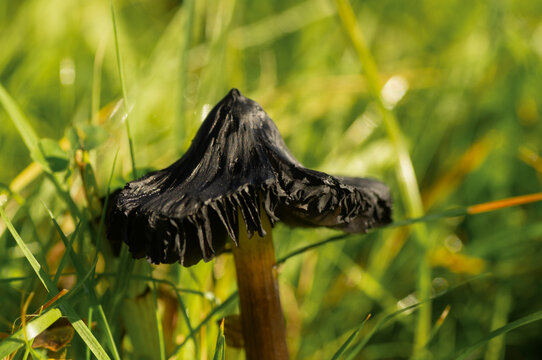 Black Inkcap Mushroom with Dissolving Cap Macro Close-Up