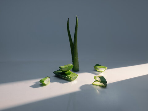 Aloe vera plant with sliced leaves in natural sunlight