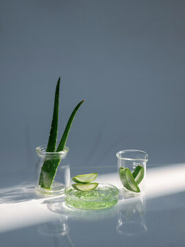 Aloe vera plant with gel and leaves in glass containers