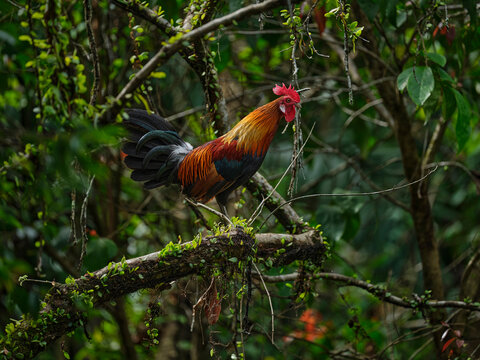 Jungle Fowl Pasir Ris Park