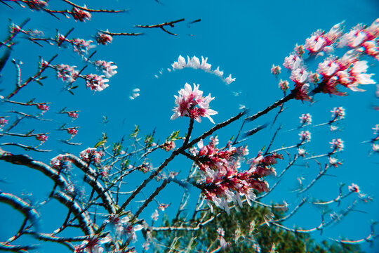 almond blossom branches repeating in a kaleidoscopic image