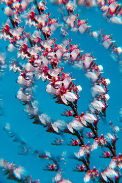 a kaleidoscopic circle of almond blossom against blue sky