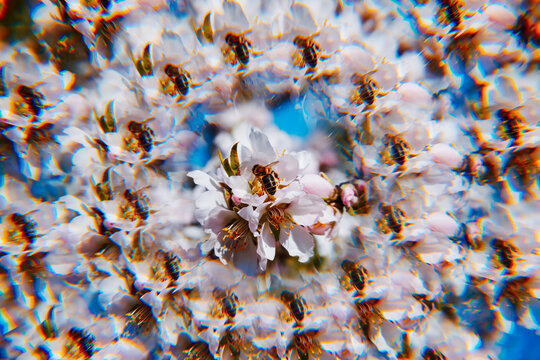 a kaleidoscopic image of a bee on an almond blossom