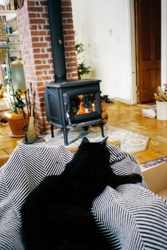 UGC film moment of cat sitting on lap in front of fireplace