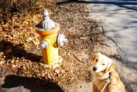 Portrait of Dog on Leash with Fire Hydrant