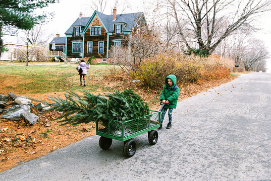 Child pulls Christmas tree in a wagon towards his house