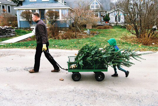 Father and Son Pull Christmas Tree Home in a Wagon