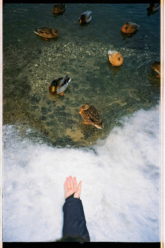 Hand reaching toward ducks on frozen pond