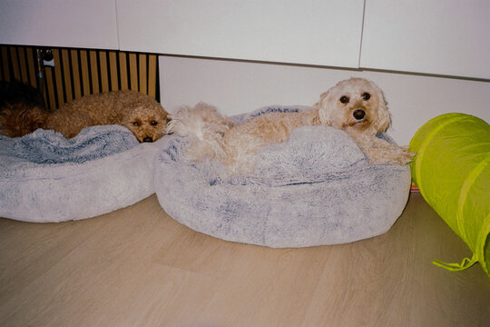 Two poodles in cozy beds 