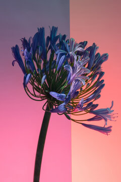 Agapanthus flower against a vibrant, split-toned background.