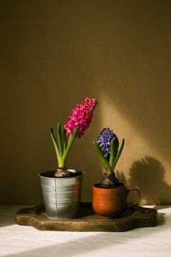 Two potted hyacinths on a tray against a beige wall.